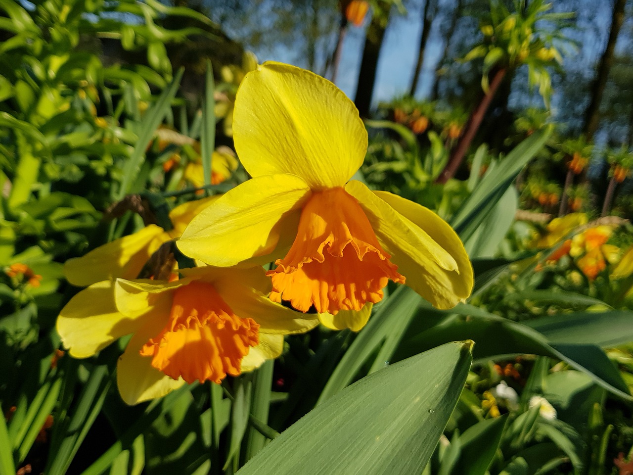 春花焰不发疯发糖了