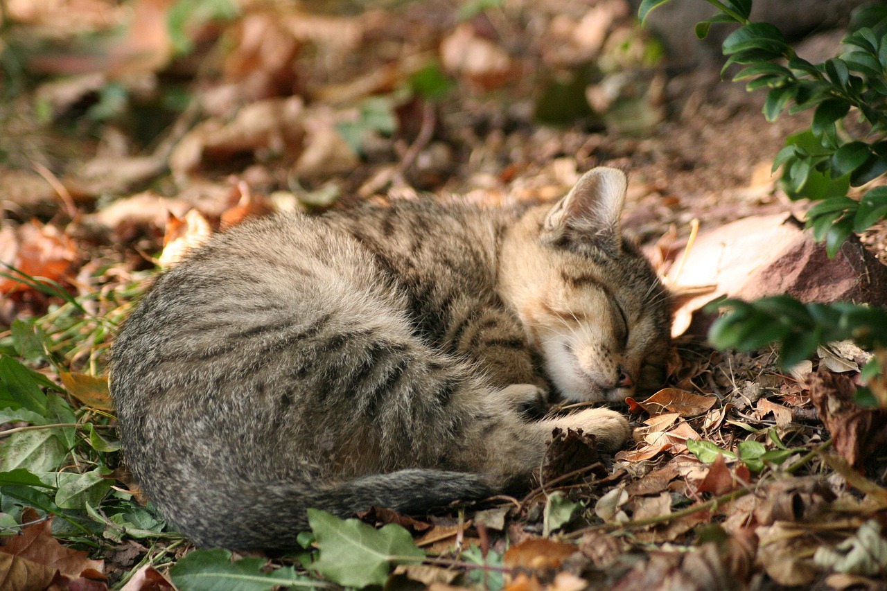 宝贝黑猫警长，揭秘网络萌宠背后的文化现象