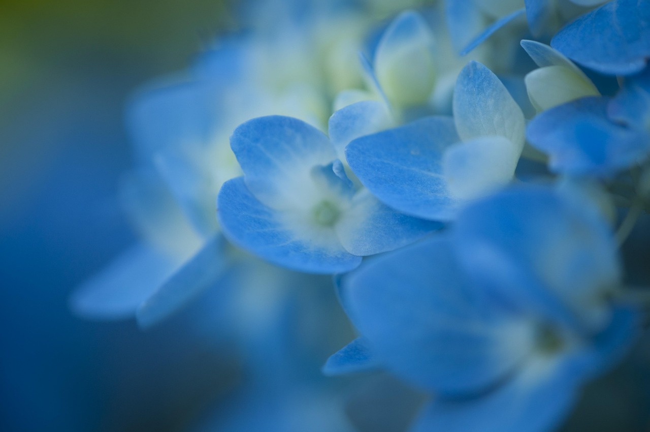 桂花香里说丰年—生活之美的自然馈赠